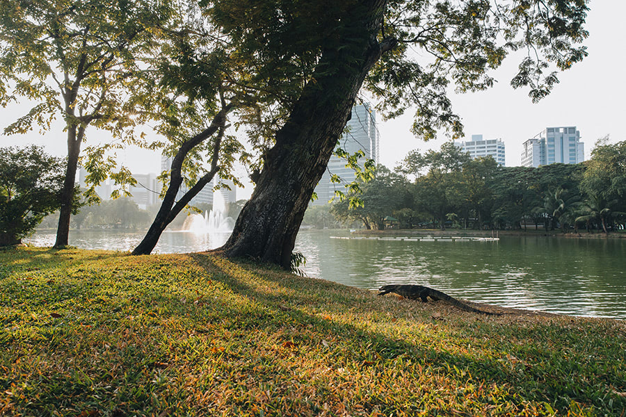 Исследуя Бангкок: город контрастов 3 Бангкок парк