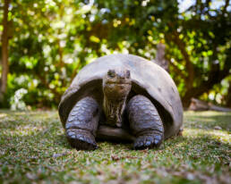 маршрут-сейшелы-день-4 10 маршрут сейшелы день 5 uai Авторские путешествия по миру Kurs180 | Путешествуй Иначе