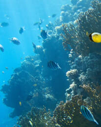 seychelles-gallery-2 17 seychelles gallery 2 uai Авторские путешествия по миру Kurs180 | Путешествуй Иначе