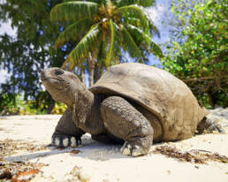 Гигантские черепахи 4 Сейшелы Гигантские черепахи
